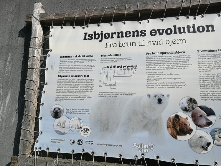 Billede om Isbjørnens evolution